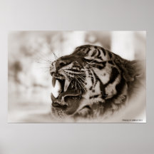 Rugido del tigre impresiones