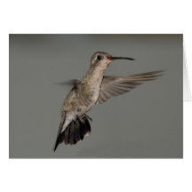 Rutila de Amazilia - colibrí del canela Tarjetón