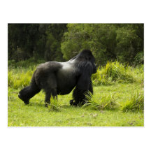 Rwanda, parque nacional de los volcanes. Montaña 2 Tarjeta Postal