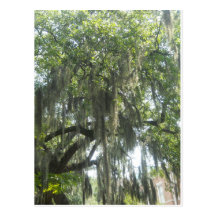 Sabana Georgia del musgo español Postales