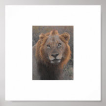 Safari del africano del primer del león impresiones