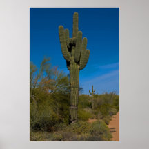 Saguaro 3986 de Arizona Posters