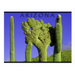Saguaro con cresta en el congreso, Arizona Postales