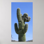 Saguaro con cresta posters