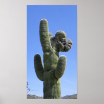 Saguaro con cresta posters