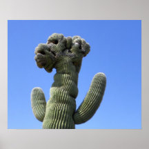 Saguaro con cresta impresiones
