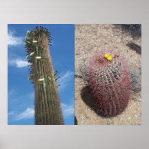 Saguaro de Whitetanks Arizona y cactus de barril Impresiones