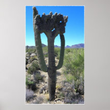Saguaro dulce impresiones