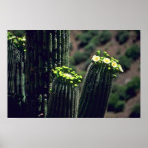Saguaro floreciente impresiones