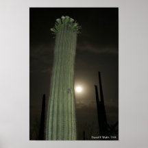 Saguaro por el claro de luna 1 poster