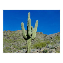Saguaro Tarjeta Postal
