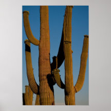 Saguaros en la oscuridad poster