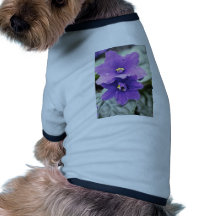 Saintpaulia "amor de la lavanda de la oferta" (vio ropa macota