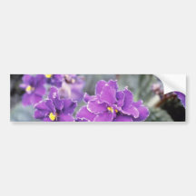 Saintpaulia "Sr. Chips" de la lavanda (violeta afr Etiqueta De Parachoque