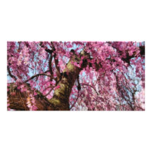 Sakura - finalmente es primavera tarjetas fotográficas 