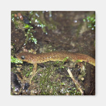 Salamander olímpico iman para frigorífico