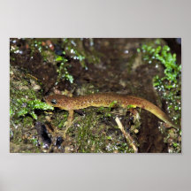 Salamander olímpico posters