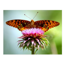 Salida del sol de la mariposa tarjeta postal