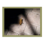 Saltamontes en el proyector tarjeta postal