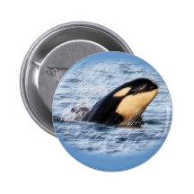 Salto del espía del bebé de la orca en pastel pins