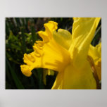 Saludos del narciso impresiones