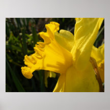 Saludos del narciso impresiones