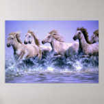 Salvaje y libere, los caballos de Camargue Poster