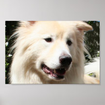 Samoyedo el Yukón 1 Posters