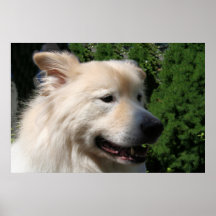 Samoyedo el Yukón 2 Poster