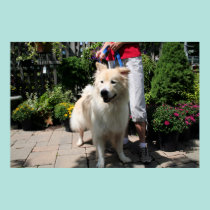 Samoyedo el Yukón 3 posters