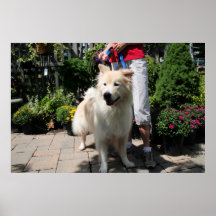 Samoyedo el Yukón 3 Posters