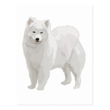 Samoyedo hermoso postales