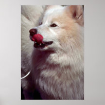Samoyedo Poster