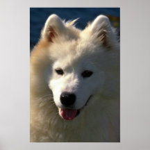 Samoyedo Posters