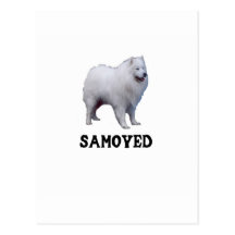 Samoyedo Tarjetas Postales