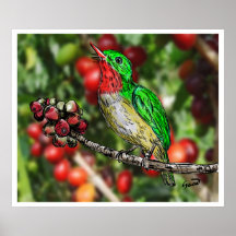 San Pedrito de Puerto Rico/Tody puertorriqueño Impresiones