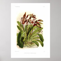Sanderianum del Cypripedium Impresiones