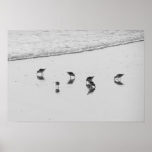Sanderlings Impresiones