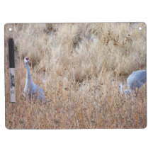 Sandhill Cranes al tablero seco del borrado