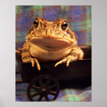 Sapo de la rana en carro negro con el fondo de la  poster