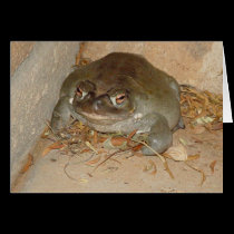Sapo de Sonoran, Arizona tarjetas
