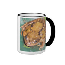 Sapo en una taza