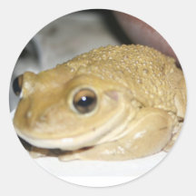 Sapo feliz etiqueta