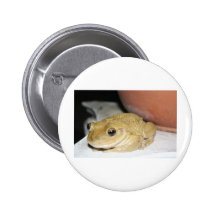 Sapo feliz pins