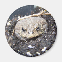 Sapo o príncipe iman de nevera