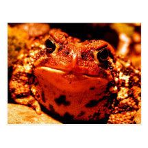 Sapo Tarjetas Postales