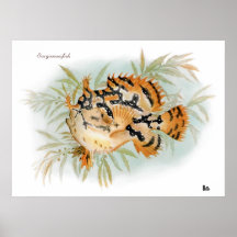 Sargassumfish (histrio de Histrio) Posters