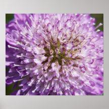 Scabiosa Posters