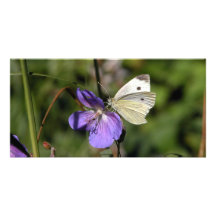 Schmetterling Gruss Photo Karte