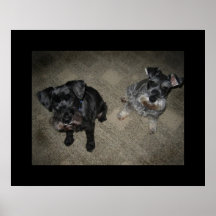 Schnauzer en los carteles de Drybrush de la alfomb Posters